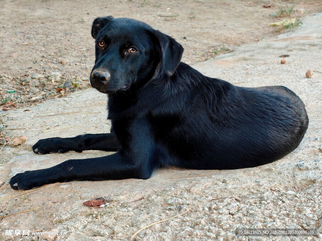 趴着的黑色拉布拉多犬