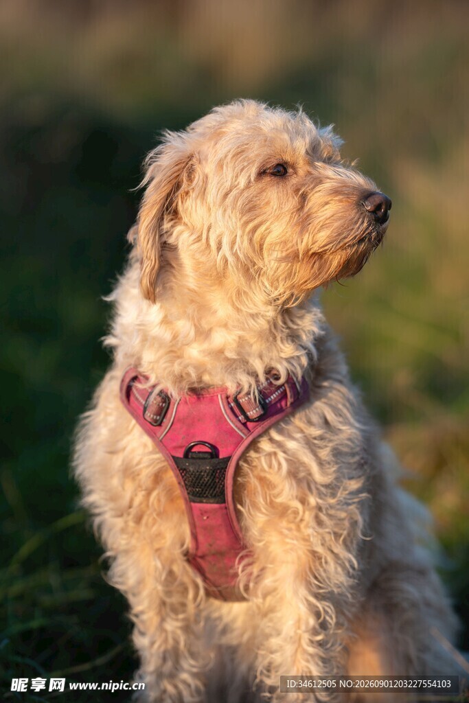 阳光下的可爱宠物犬