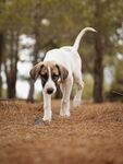 林间漫步的可爱幼犬