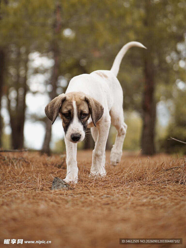 林间漫步的可爱幼犬
