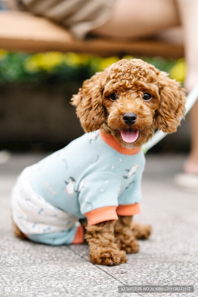 穿衣服的可爱棕色小泰迪