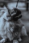 可爱长毛犬被拴坐于地