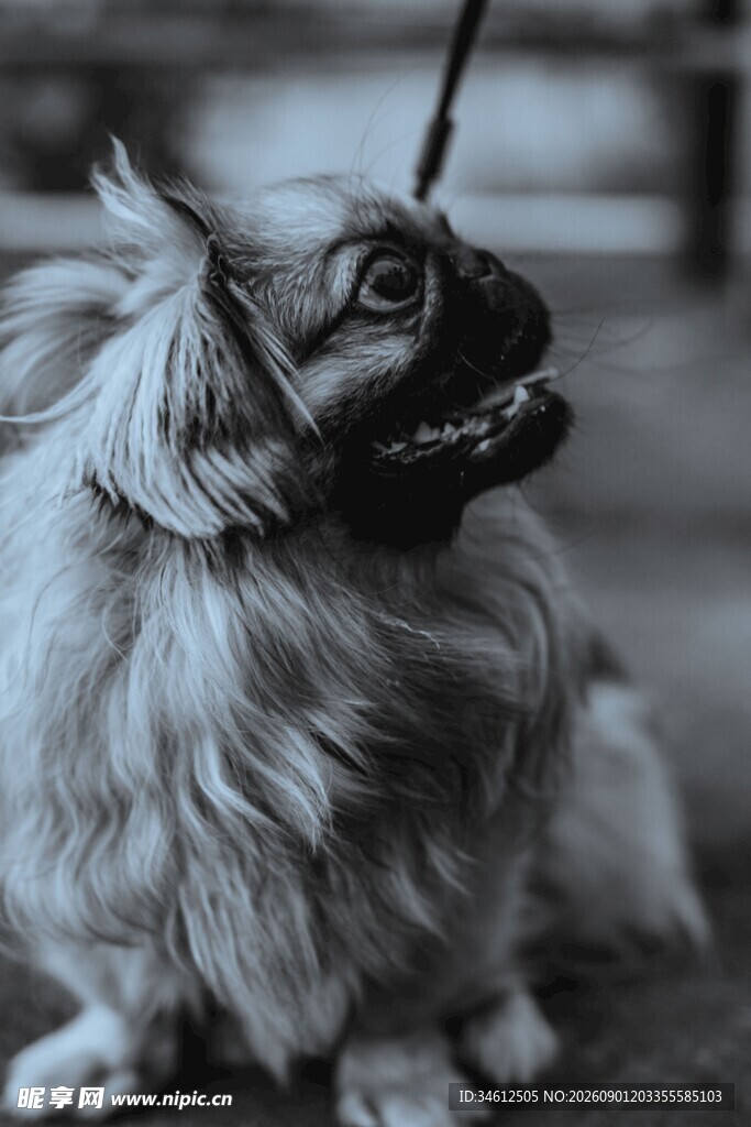 可爱长毛犬被拴坐于地