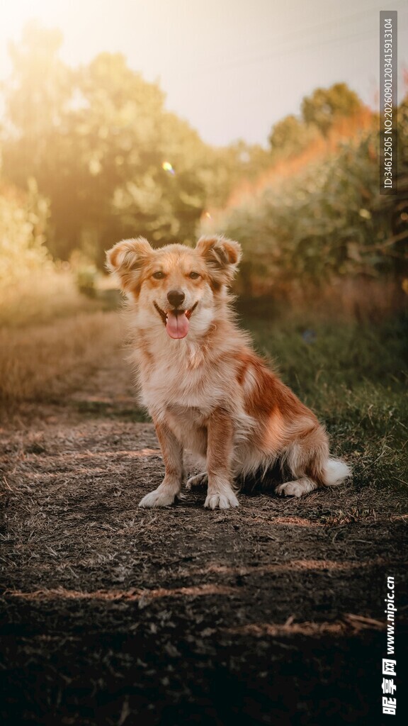 阳光下的可爱柯基犬