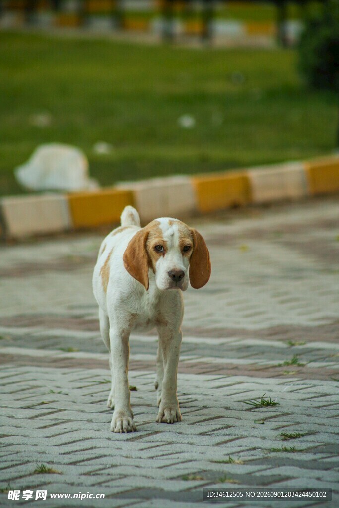 路上行走的可爱小猎犬