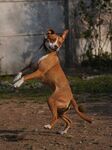 跳跃的棕犬