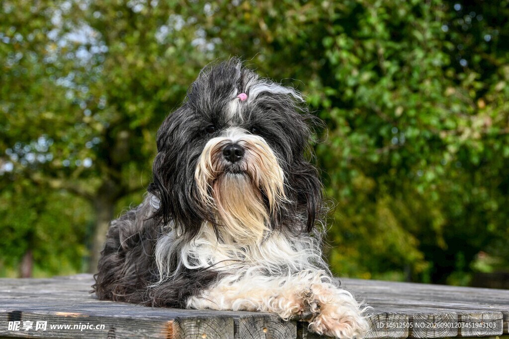 可爱长毛犬惬意趴坐