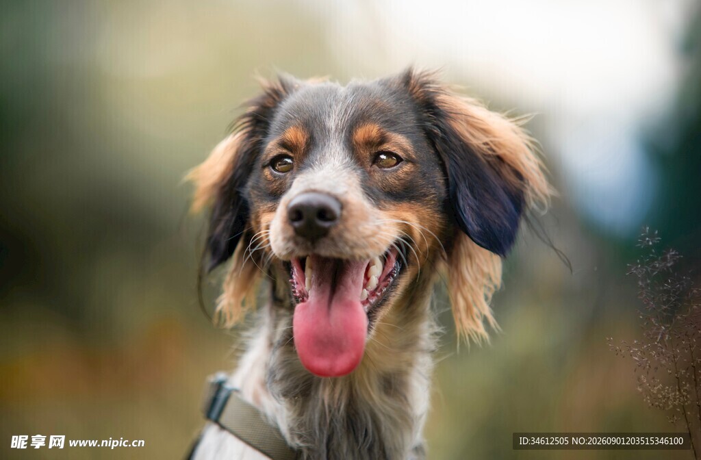 可爱长毛犬张嘴吐舌
