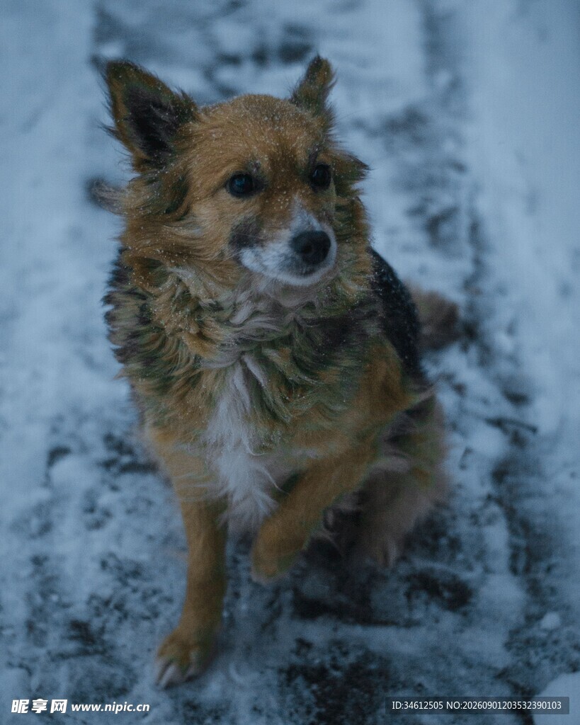 雪地中的可爱小狗