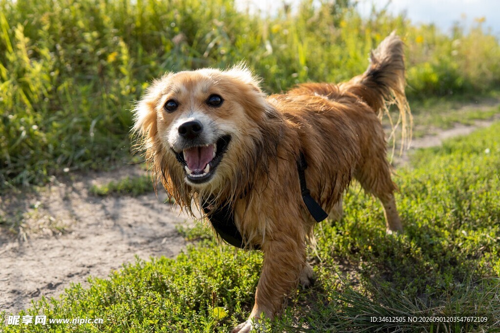 阳光下快乐奔跑的金毛犬