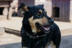 户外站立的黑棕相间犬