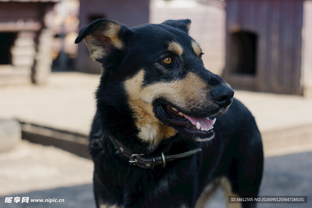 户外站立的黑棕相间犬