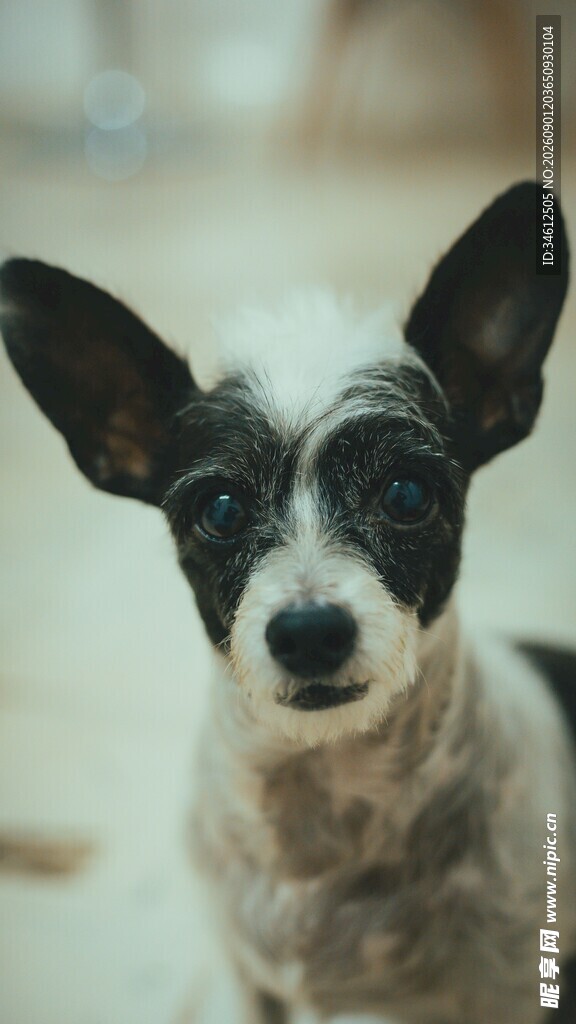 可爱无毛犬特写