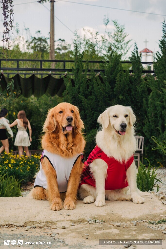 两只萌犬穿可爱服饰