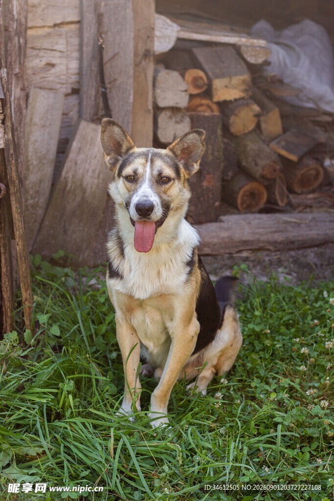 草地上的可爱三色犬