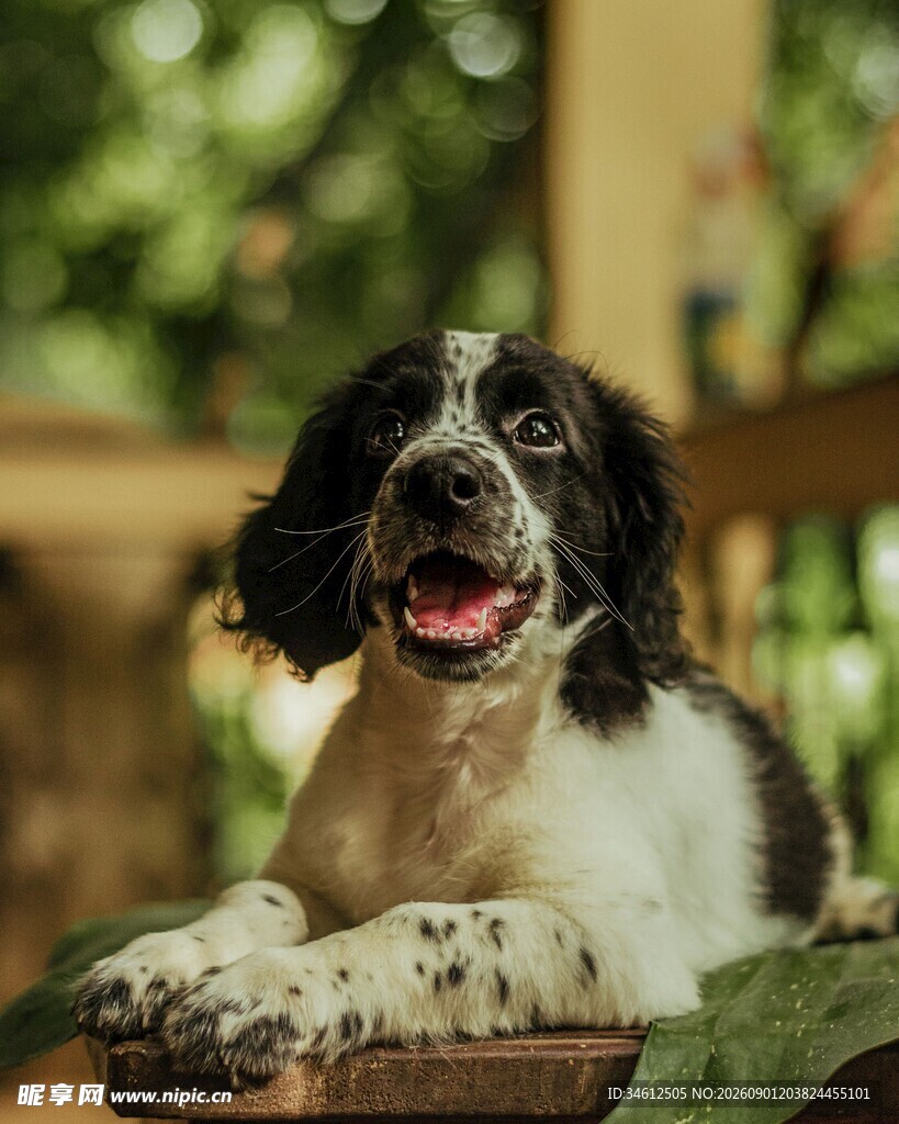 可爱趴卧的黑白宠物犬