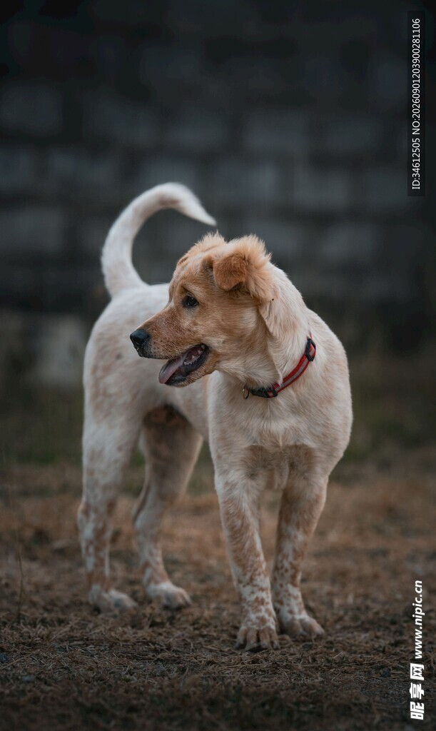 田园犬站立扭头望