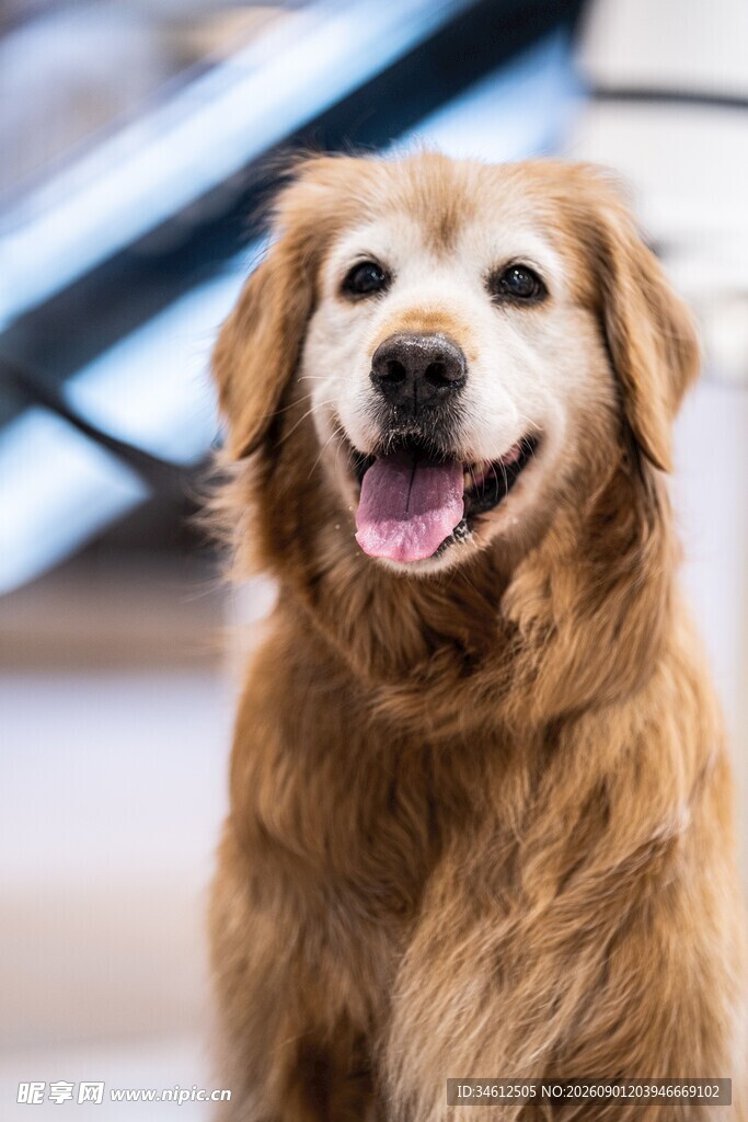 可爱金毛犬露出开心笑容