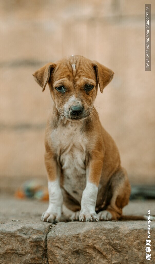 可爱幼犬端坐石头上
