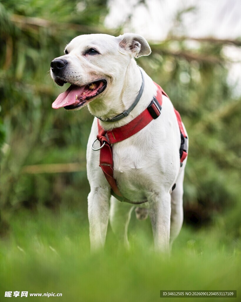 草地上的快乐白色宠物犬