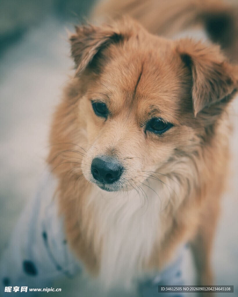可爱棕色小狗特写
