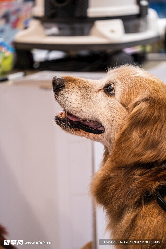 可爱金毛犬在室内张望