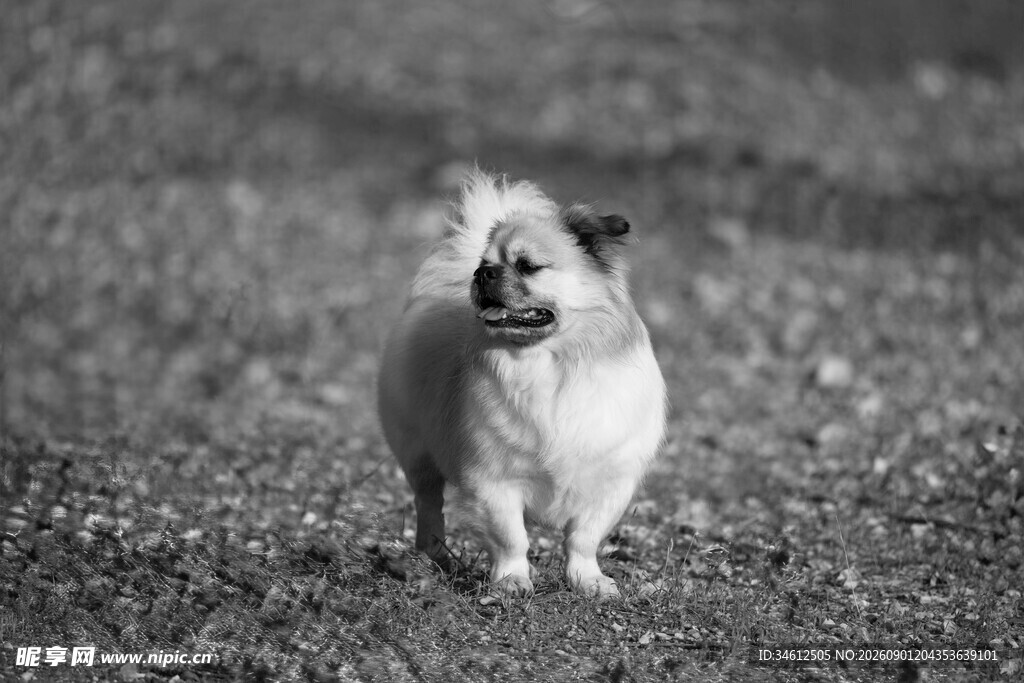 可爱博美犬站在户外