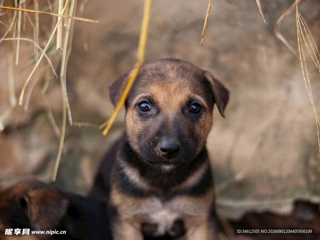 可爱幼犬于干草堆中