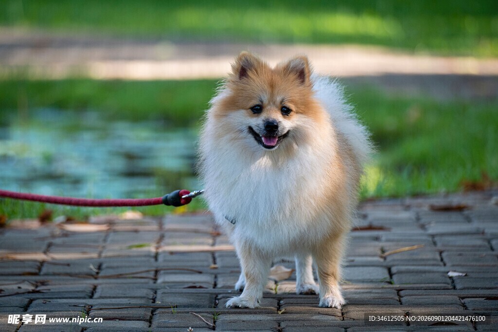 可爱博美犬被牵在砖路上
