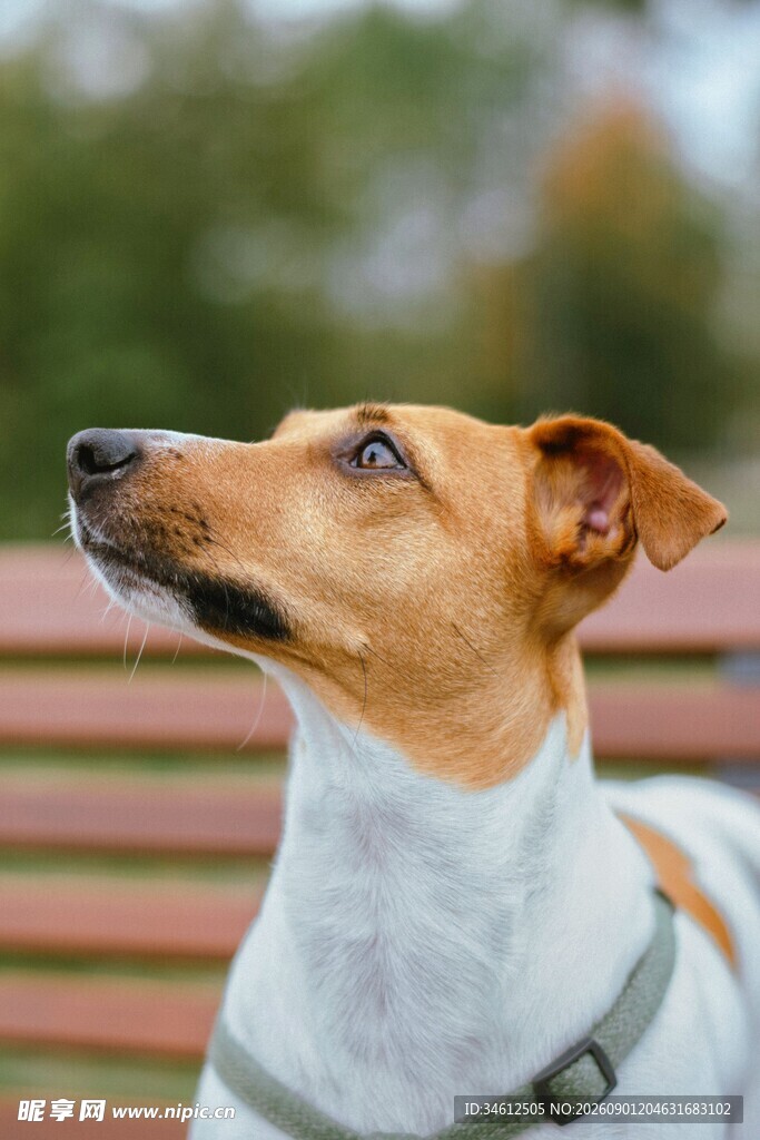 仰头的可爱宠物犬
