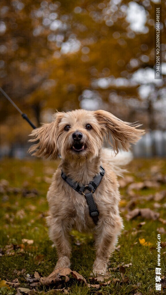 秋日萌犬户外快乐奔跑