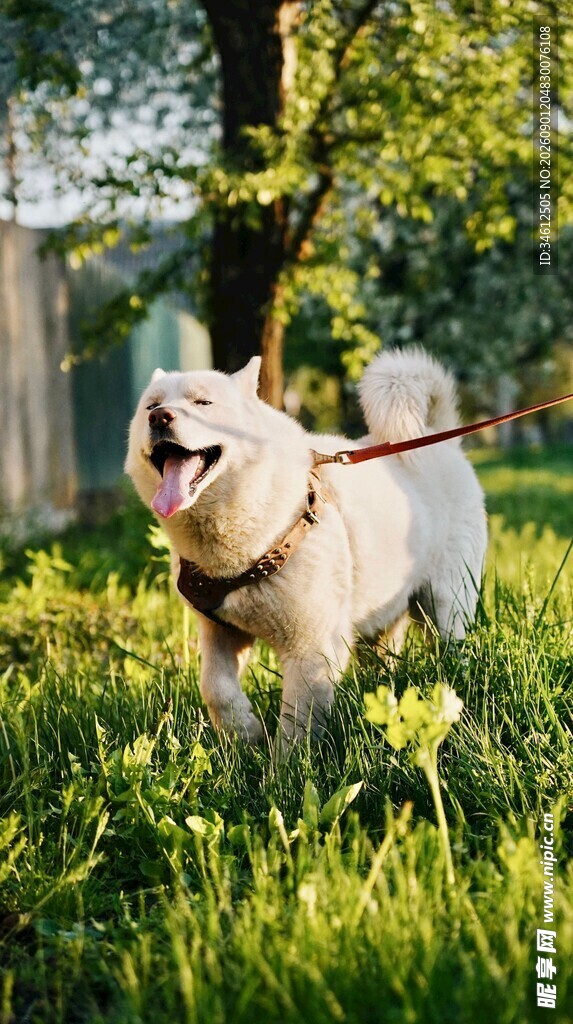 阳光下草地上的快乐柴犬
