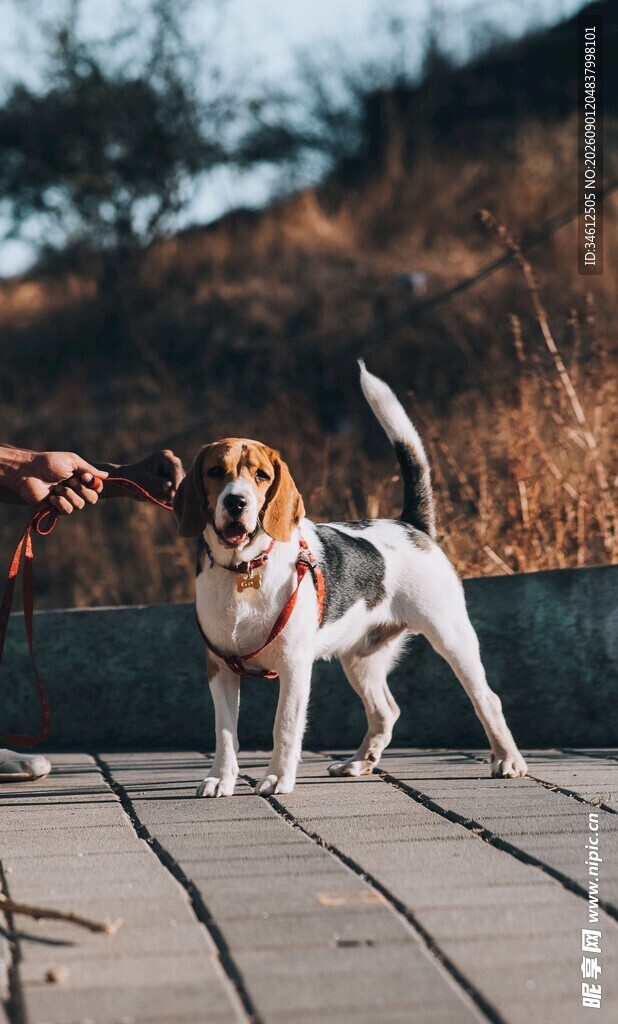 可爱比格犬在户外木板路