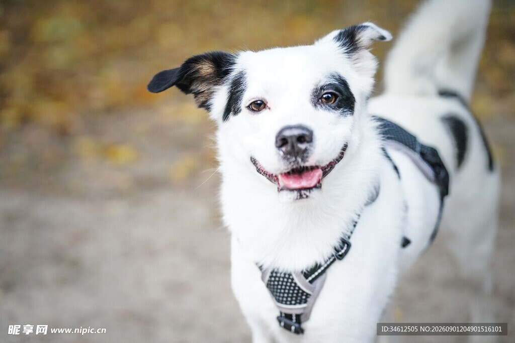 快乐黑白犬户外奔跑