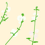 清新白色小花植物插画