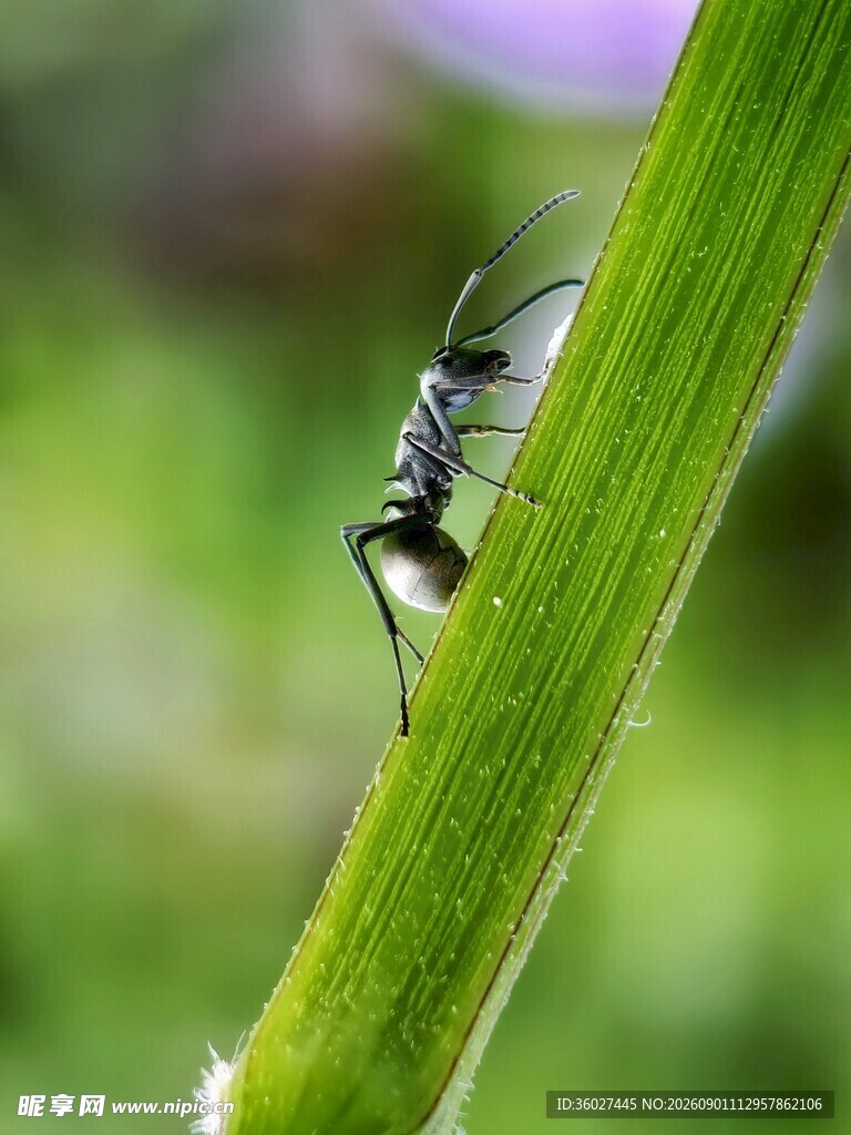 草丛中的小昆虫