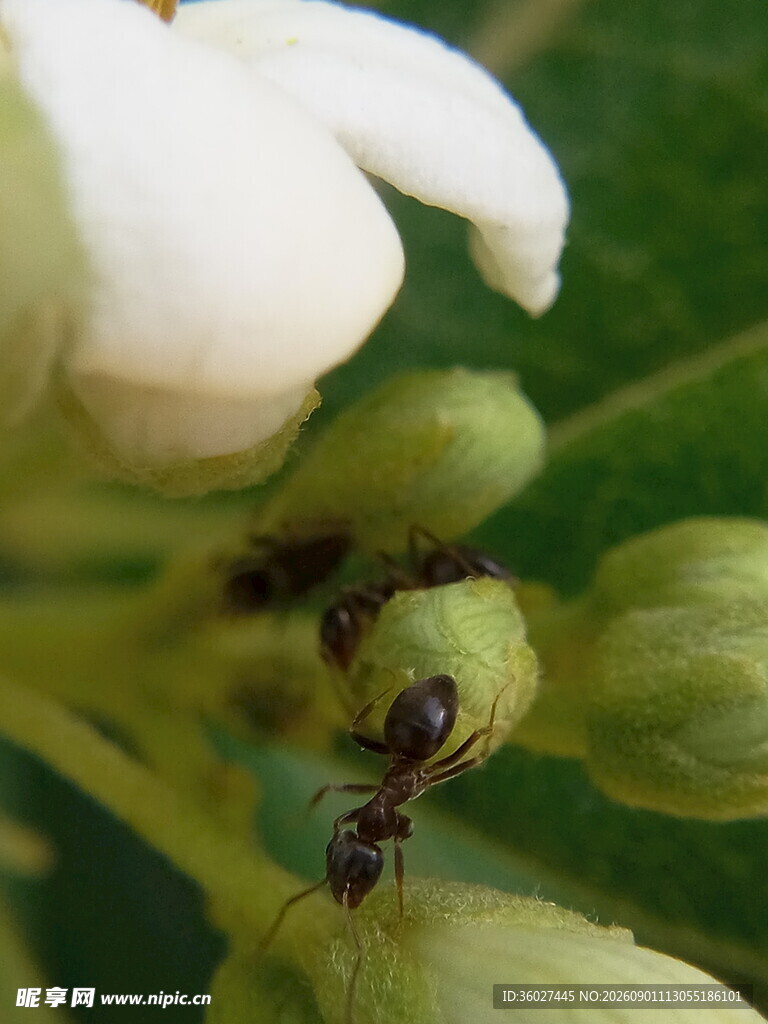 花朵上的蚂蚁