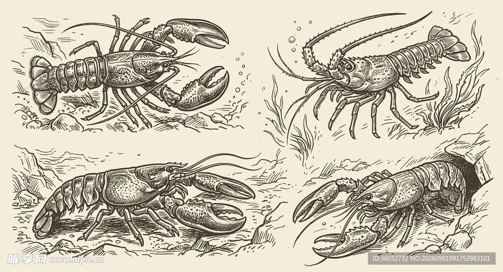 复古龙虾插画