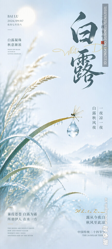 白露时节芦苇美景海报