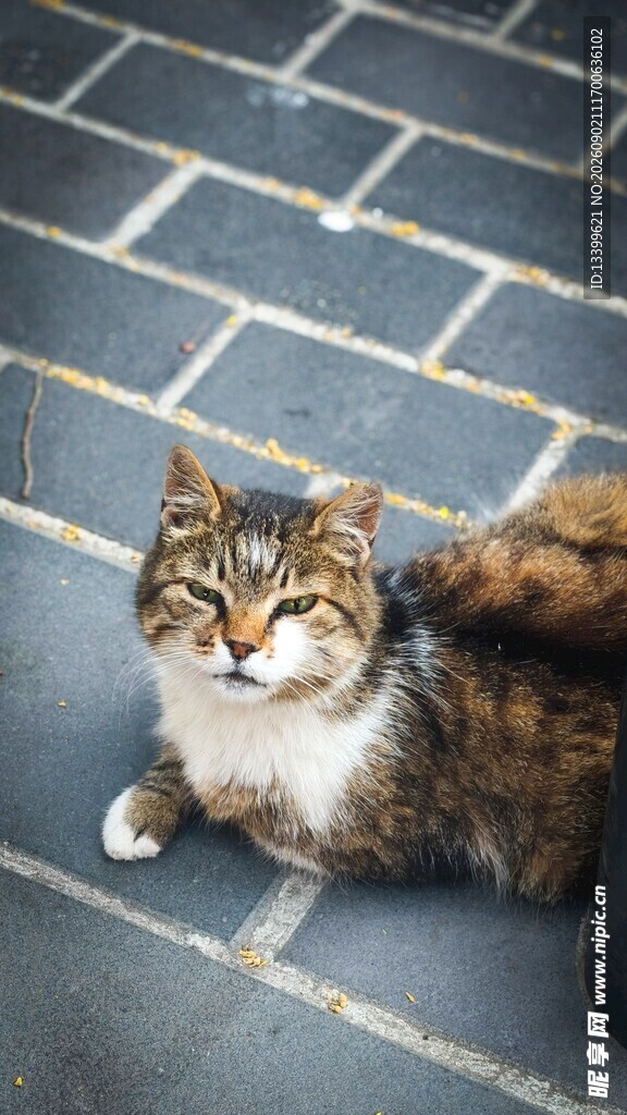 趴在砖地上的花色猫咪