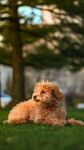 草地上的可爱棕色贵宾犬