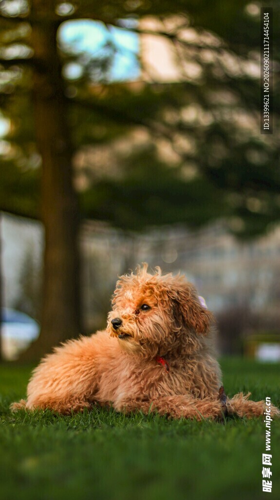 草地上的可爱棕色贵宾犬