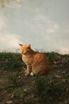 夕阳下的橘猫