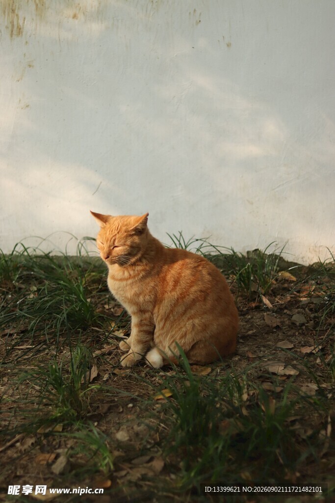 夕阳下的橘猫