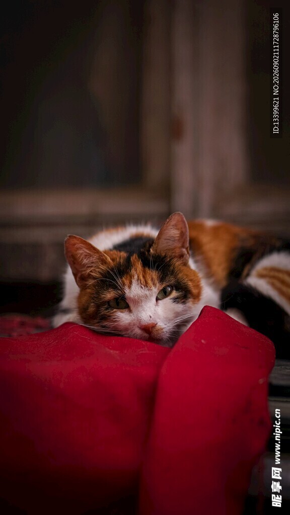 慵懒猫咪趴卧红色垫子上
