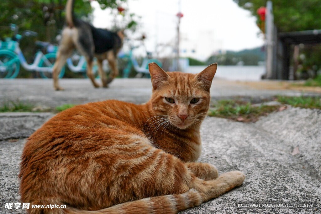 路边休憩的橘猫