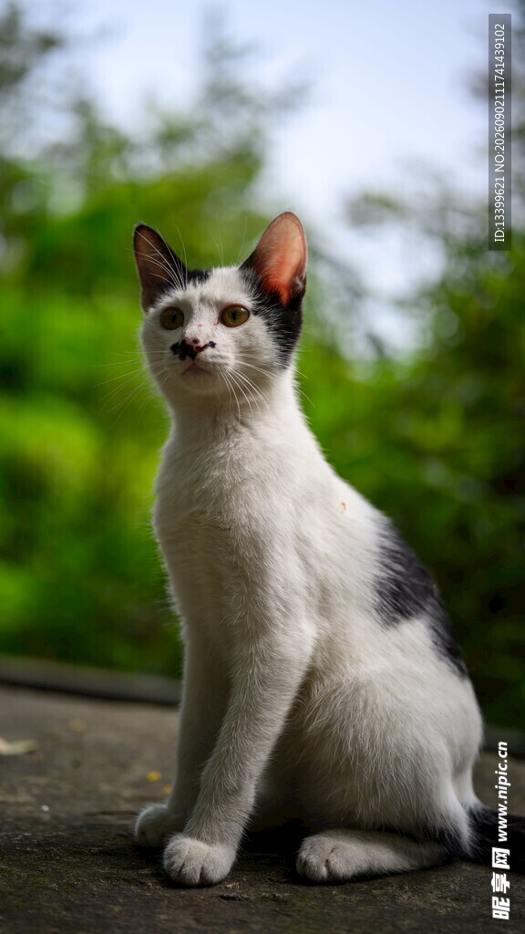 黑白花猫咪坐于绿意前