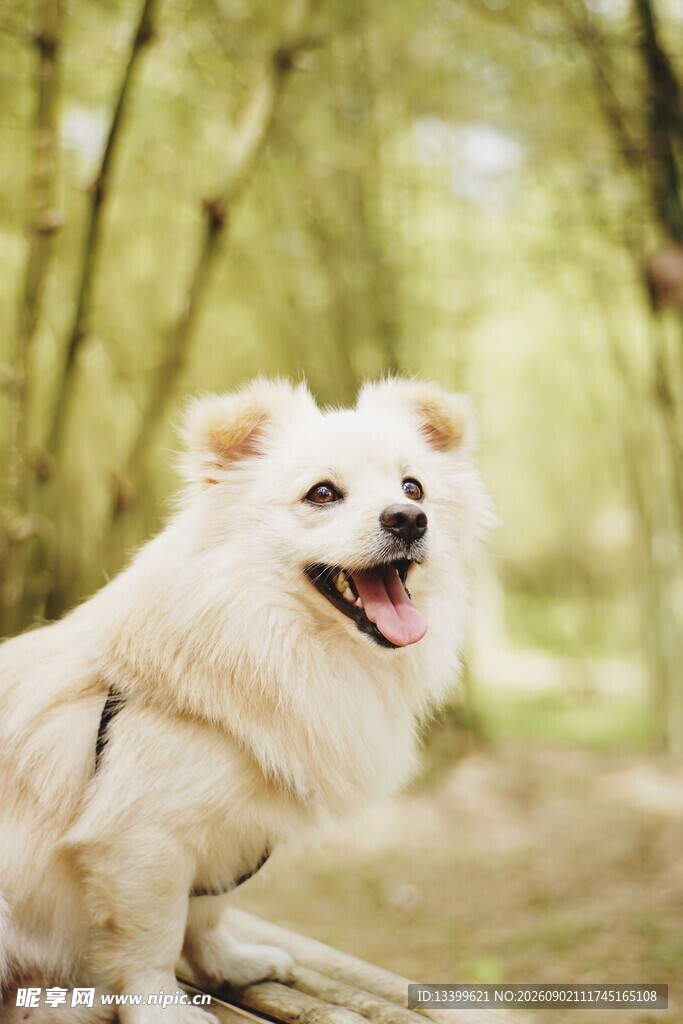 林间白狗惬意模样