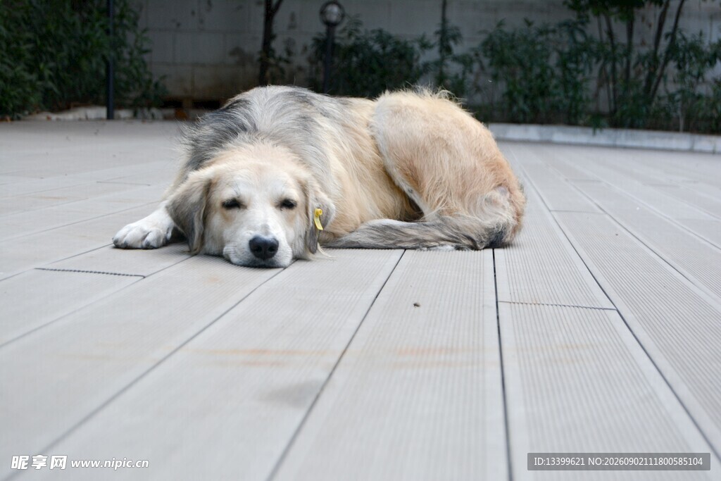 趴在地上休息的老龄犬