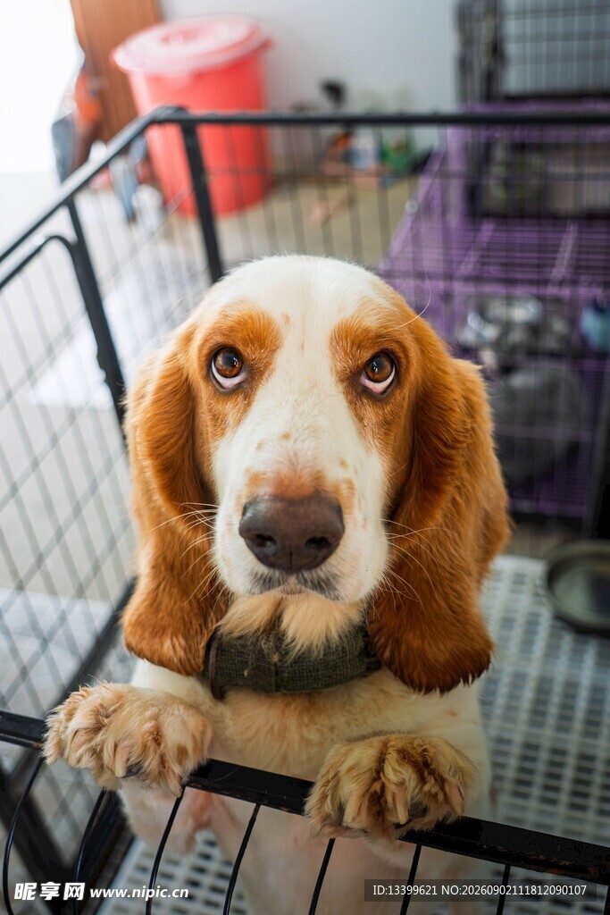 可爱巴吉度犬探身铁笼外